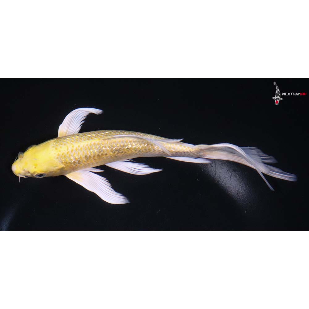 7.5” Imported Gin Rin Yamabuki Ogon Butterfly Koi