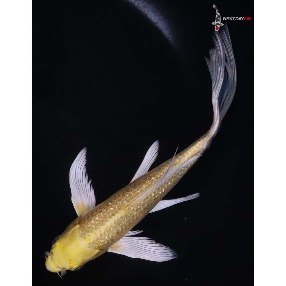 7.5” Imported Gin Rin Yamabuki Ogon Butterfly Koi