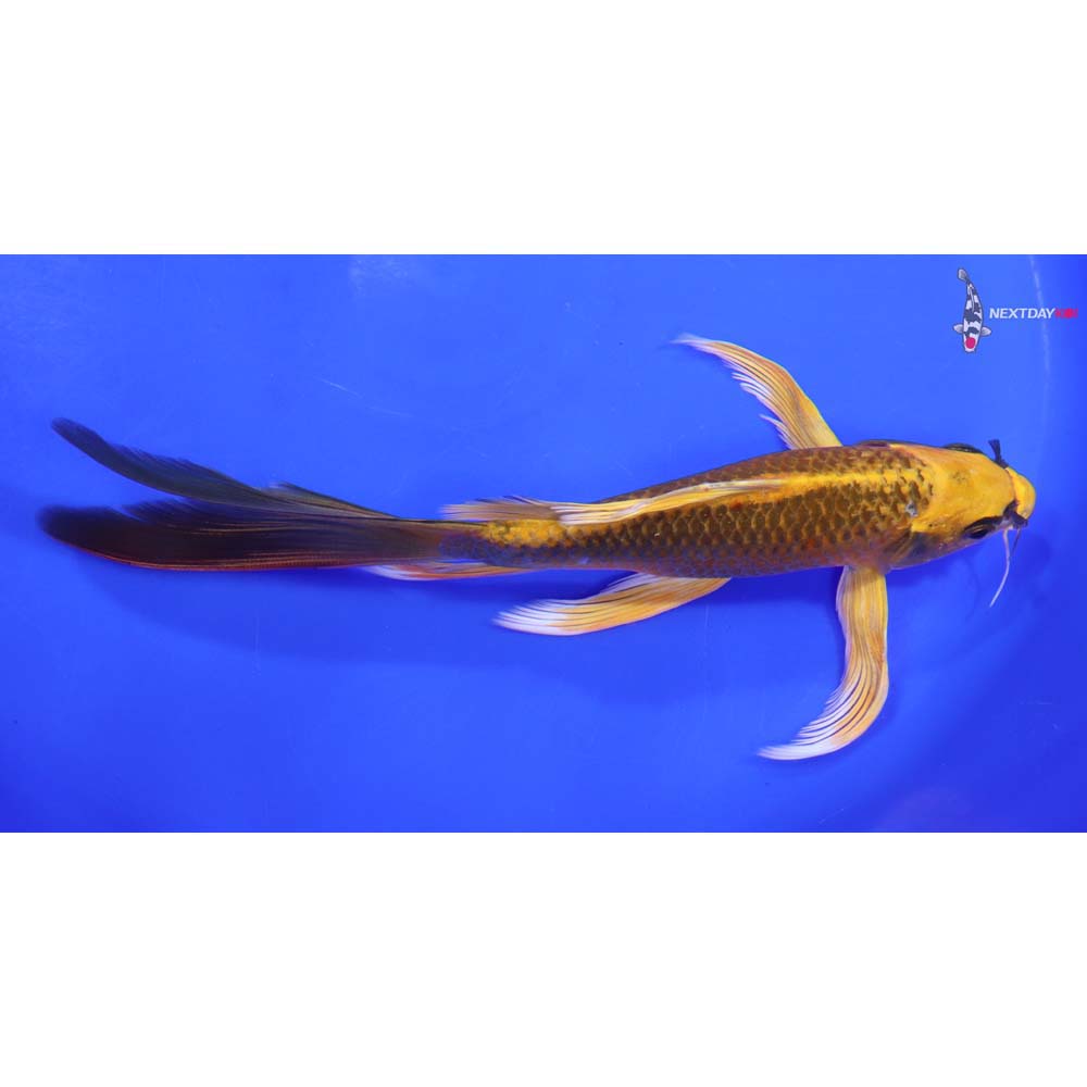 7.5” Imported Ki Matsuba Butterfly Koi