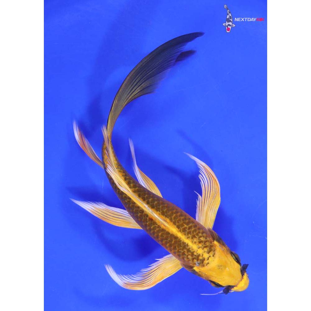 7.5” Imported Ki Matsuba Butterfly Koi