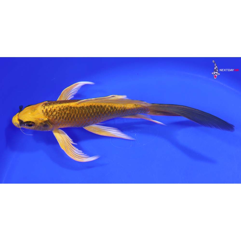 7.5” Imported Ki Matsuba Butterfly Koi