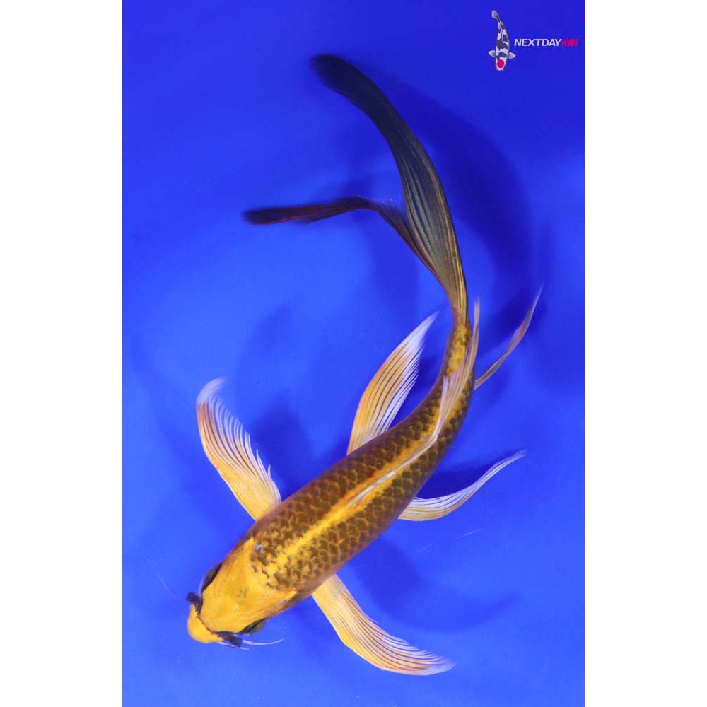 7.5” Imported Ki Matsuba Butterfly Koi