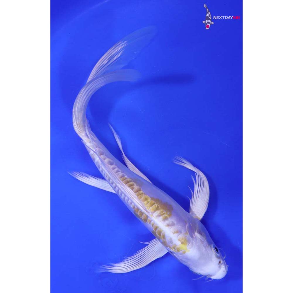 8.5” Imported Doitsu Lemon Hariwake Butterfly Koi