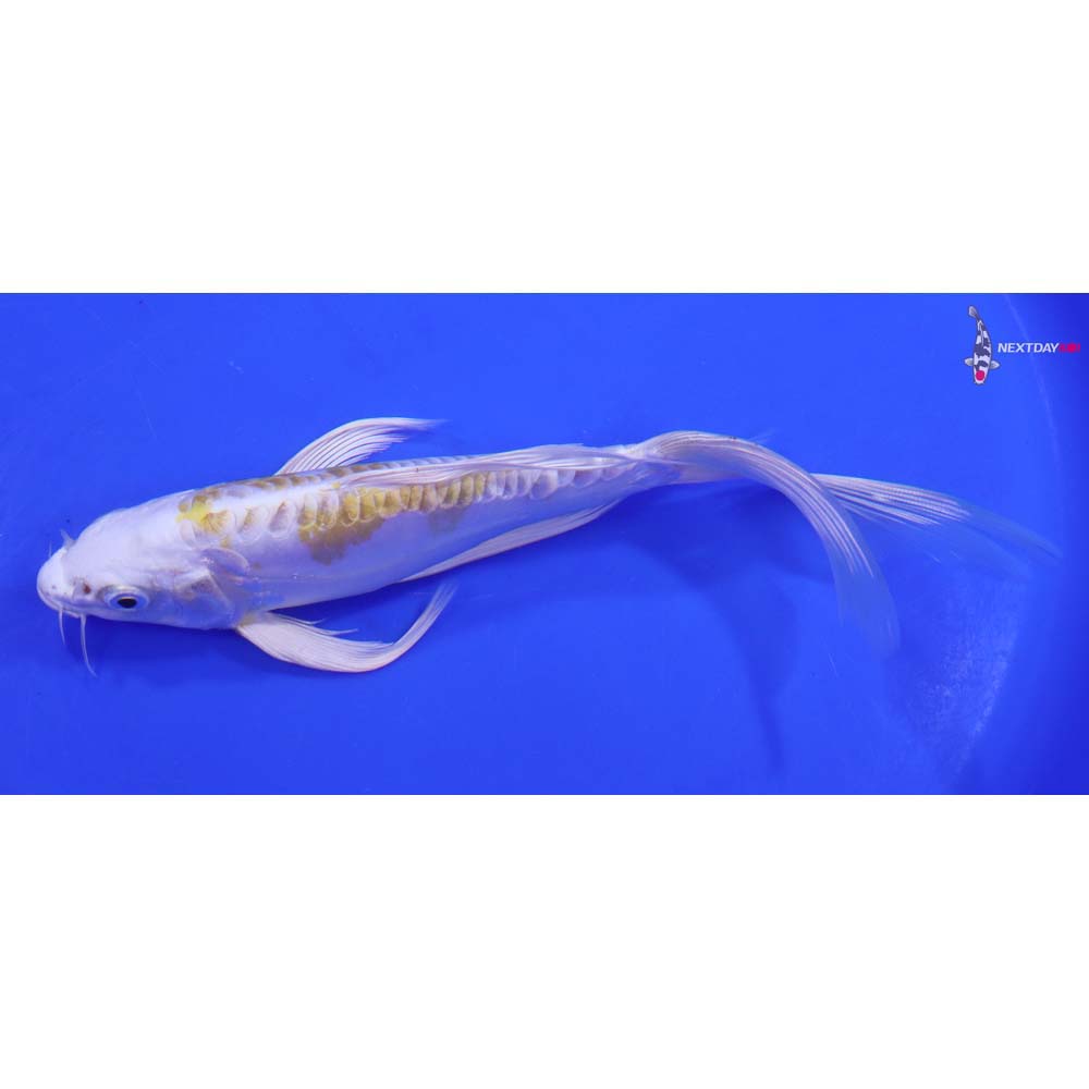8.5” Imported Doitsu Lemon Hariwake Butterfly Koi