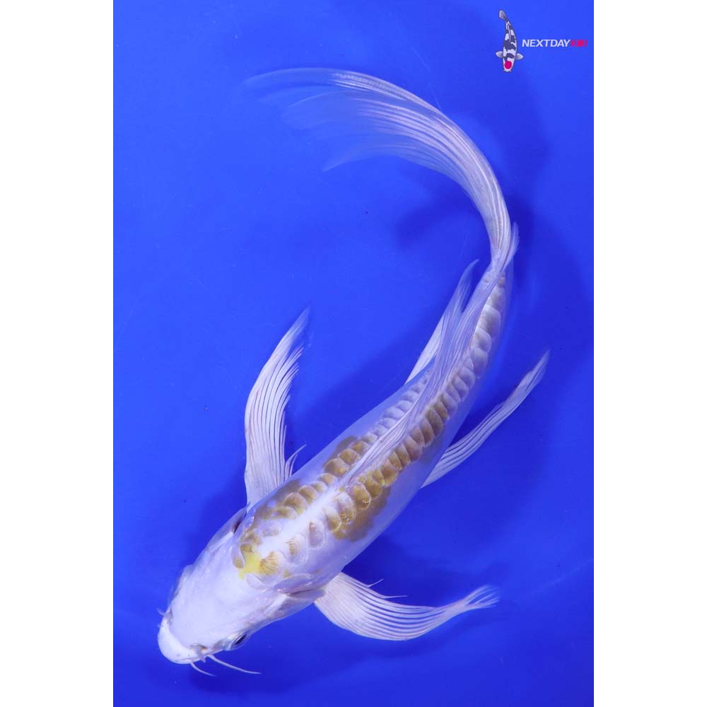 8.5” Imported Doitsu Lemon Hariwake Butterfly Koi