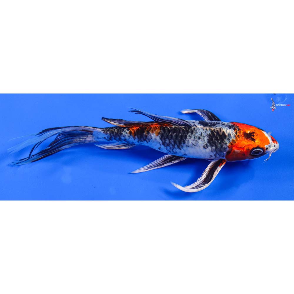 8” Imported Kin Showa Butterfly Koi