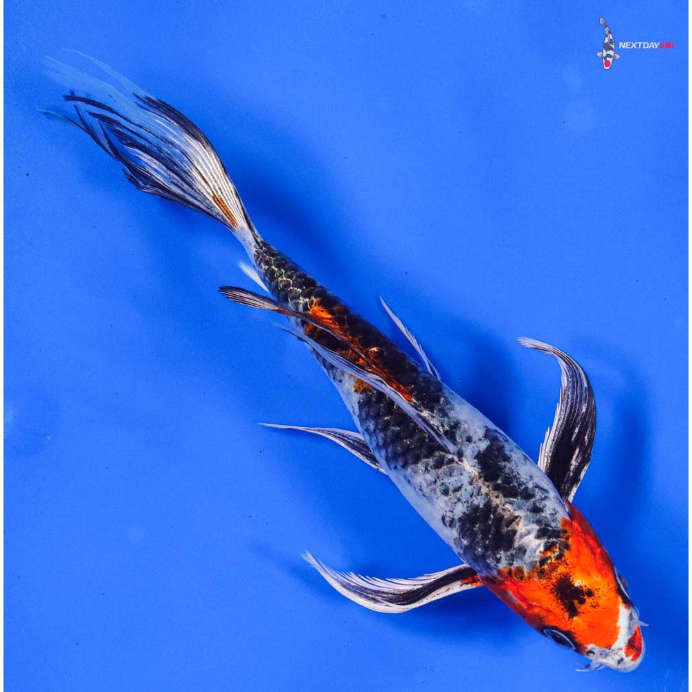 8” Imported Kin Showa Butterfly Koi