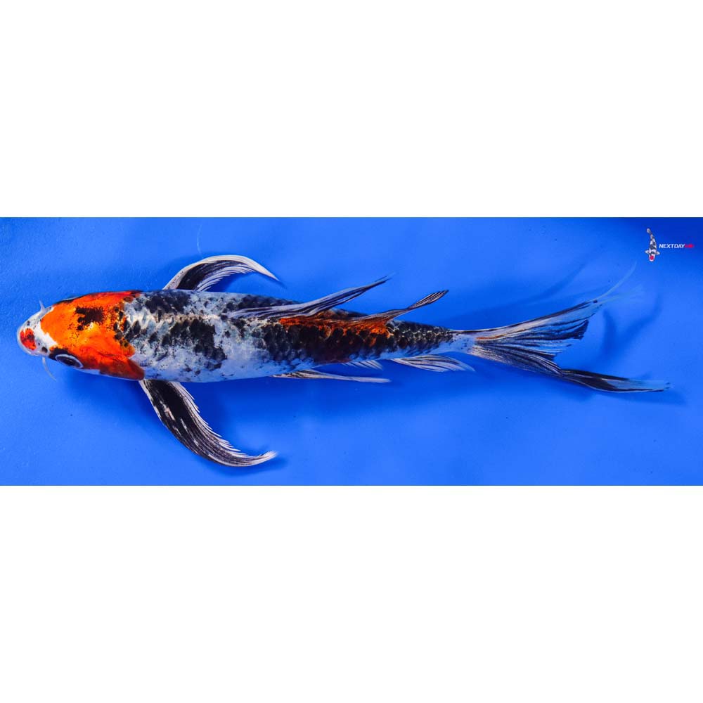 8” Imported Kin Showa Butterfly Koi
