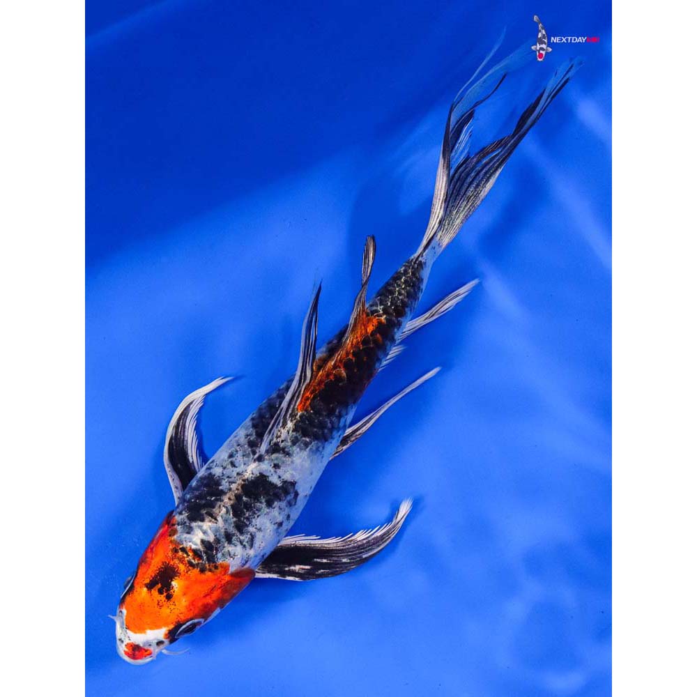 8” Imported Kin Showa Butterfly Koi
