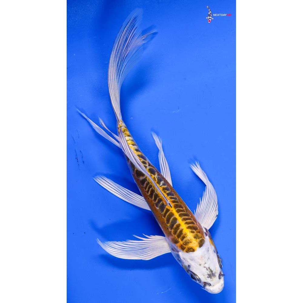 7” Imported Doitsu Kujaku Butterfly Koi