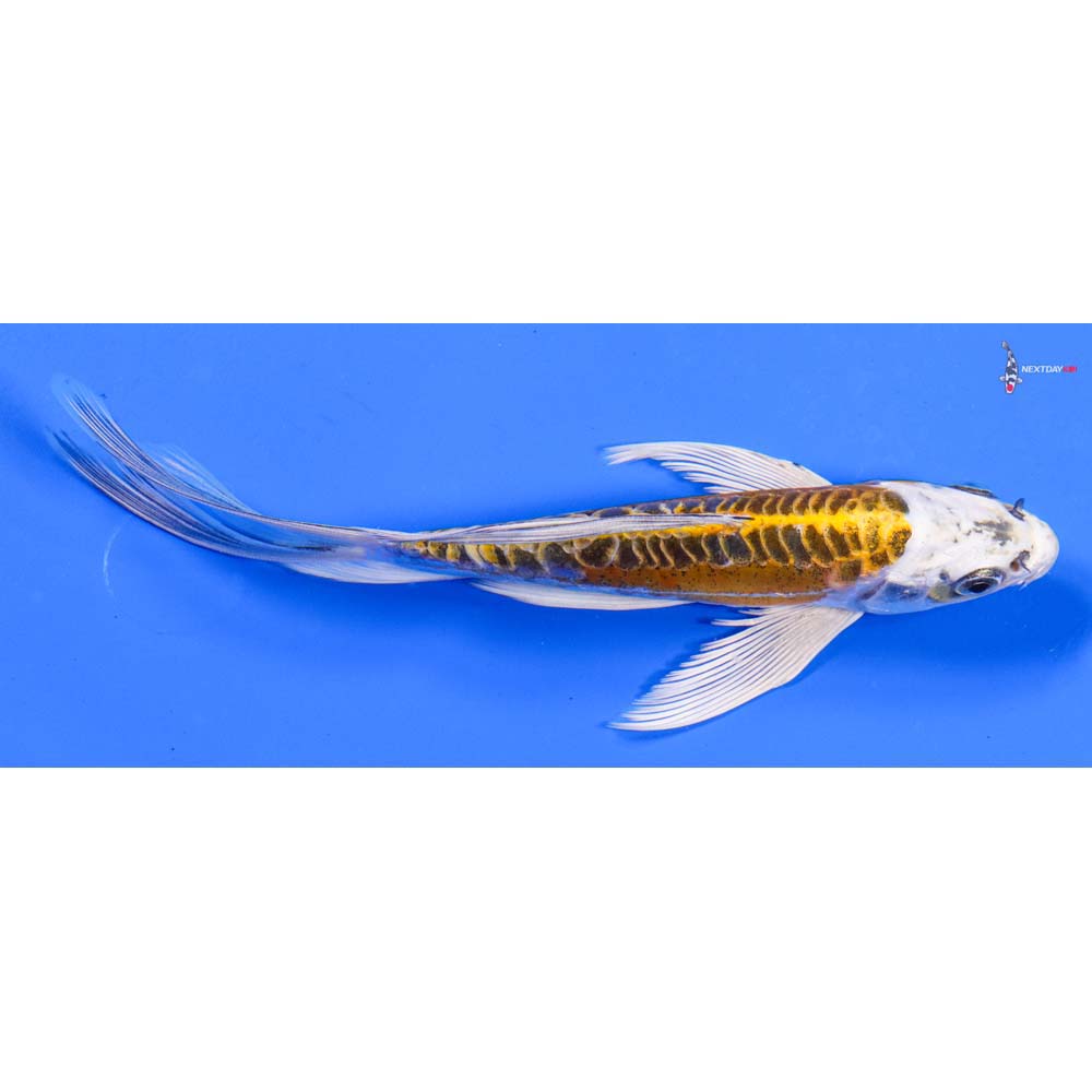 7” Imported Doitsu Kujaku Butterfly Koi