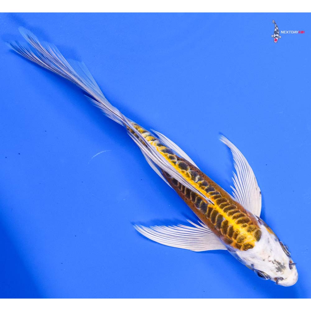 7” Imported Doitsu Kujaku Butterfly Koi