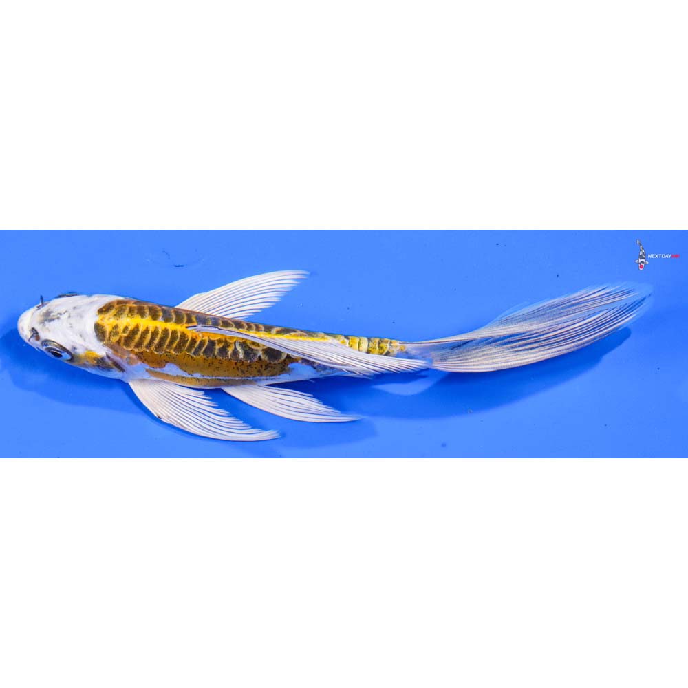 7” Imported Doitsu Kujaku Butterfly Koi