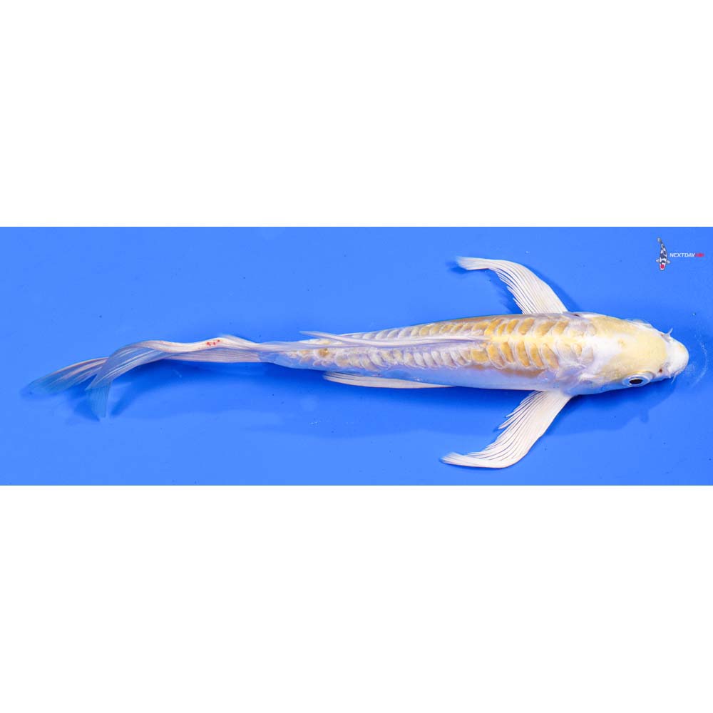 7” Imported Doitsu Lemon Hariwake Butterfly Koi