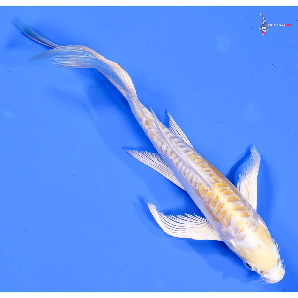 7” Imported Doitsu Lemon Hariwake Butterfly Koi
