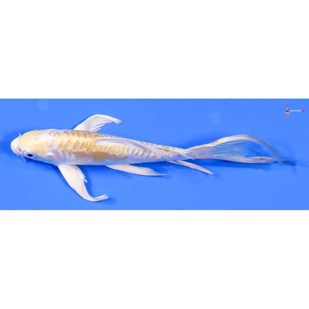 7” Imported Doitsu Lemon Hariwake Butterfly Koi