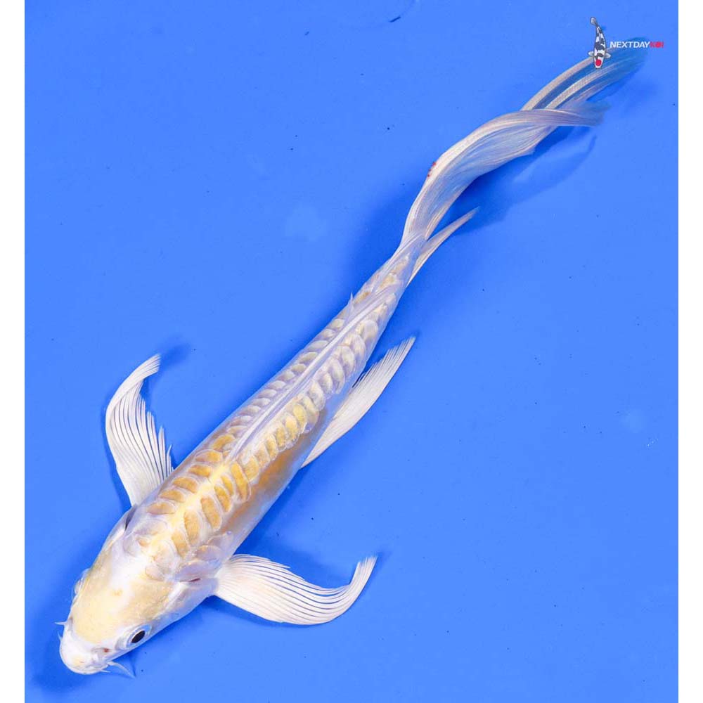 7” Imported Doitsu Lemon Hariwake Butterfly Koi