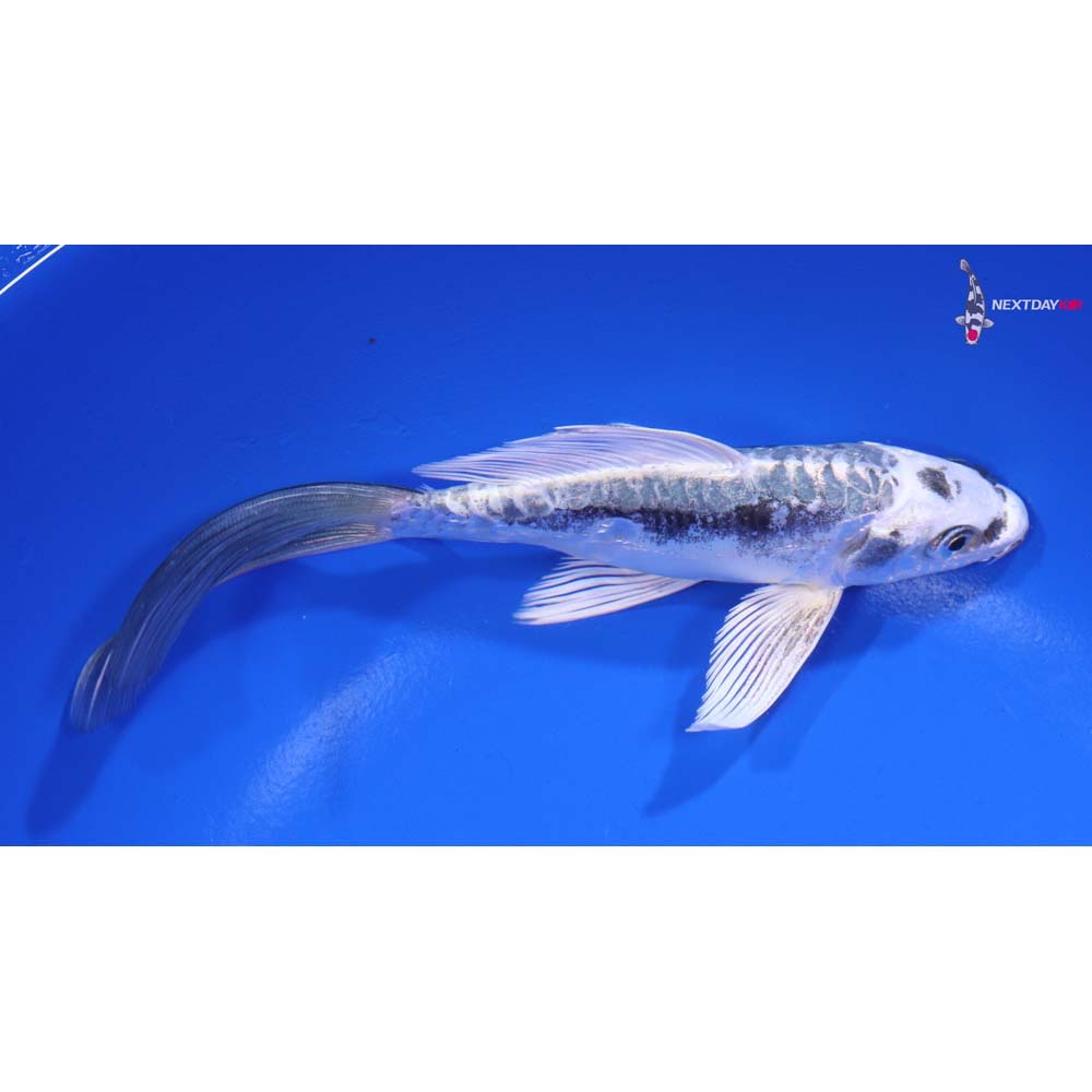 6” Imported Kikokuryu Butterfly Koi