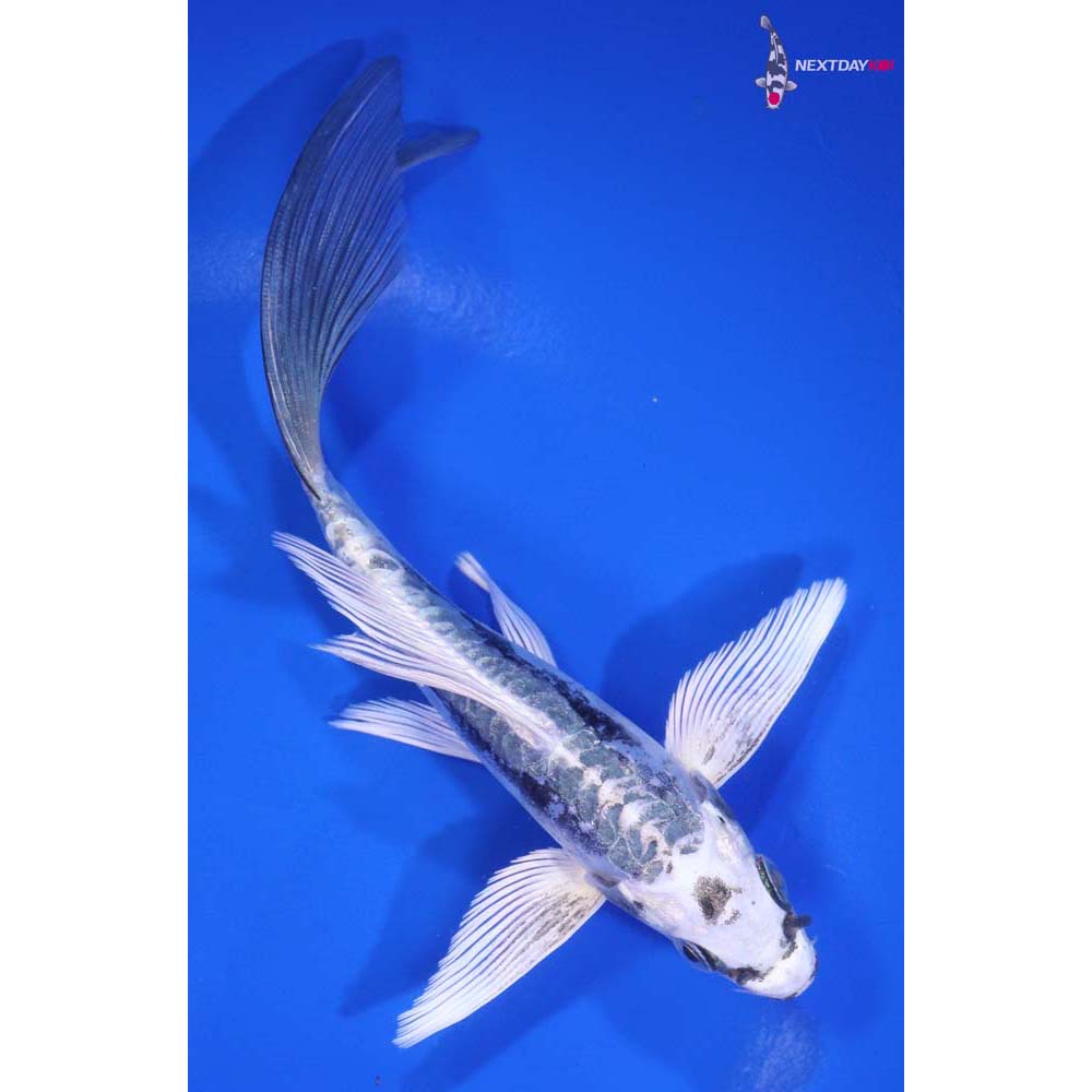 6” Imported Kikokuryu Butterfly Koi