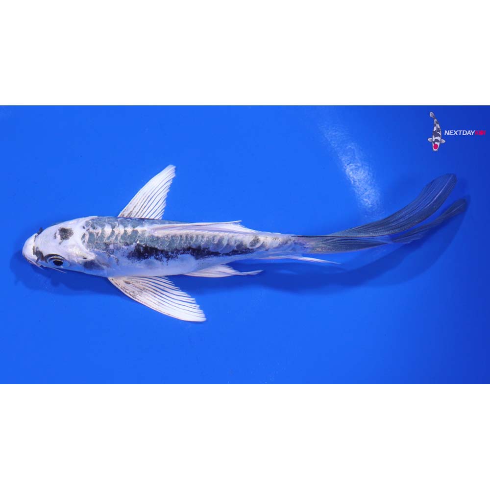6” Imported Kikokuryu Butterfly Koi