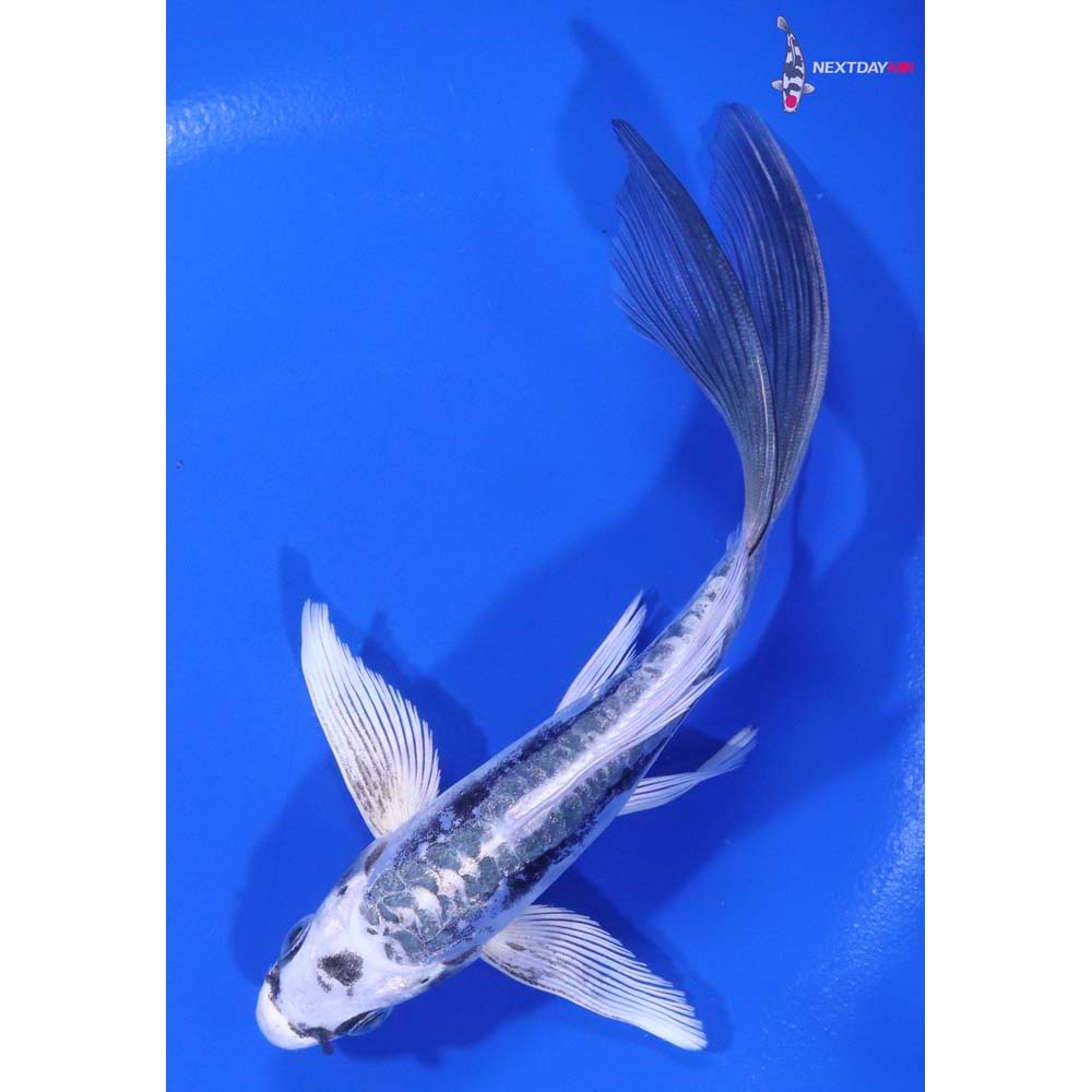 6” Imported Kikokuryu Butterfly Koi