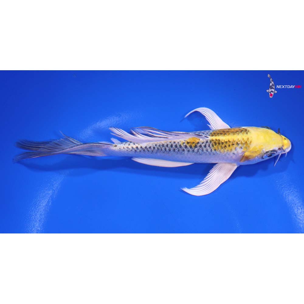 6” Imported Kujaku Butterfly Koi