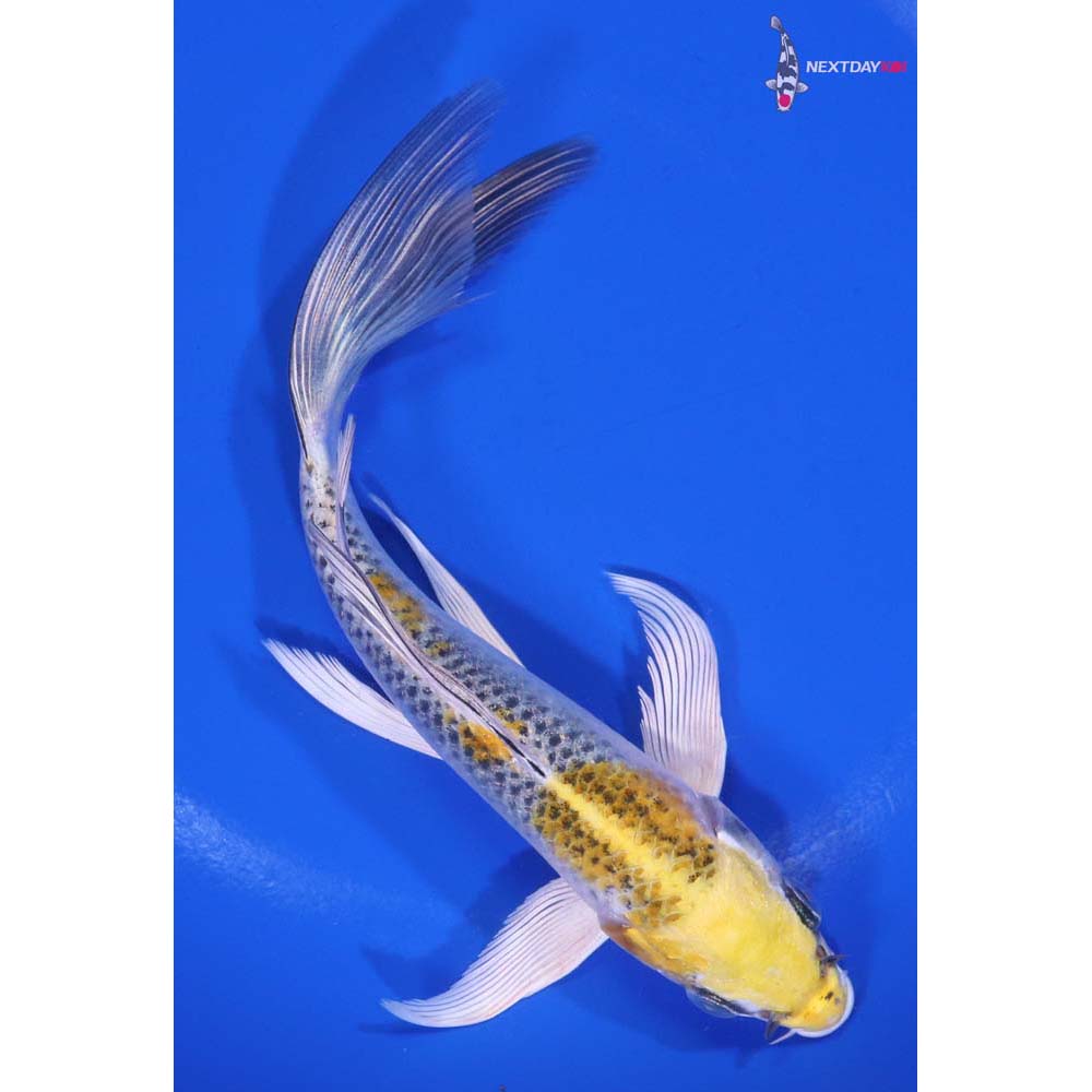6” Imported Kujaku Butterfly Koi