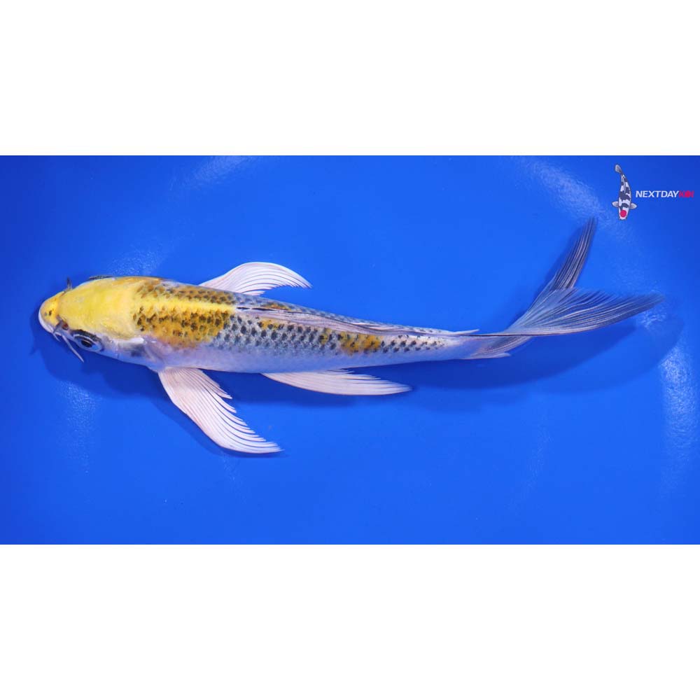 6” Imported Kujaku Butterfly Koi