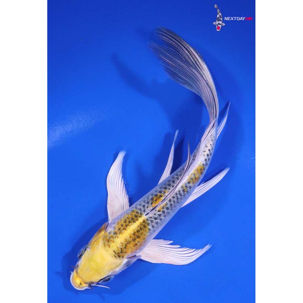 6” Imported Kujaku Butterfly Koi