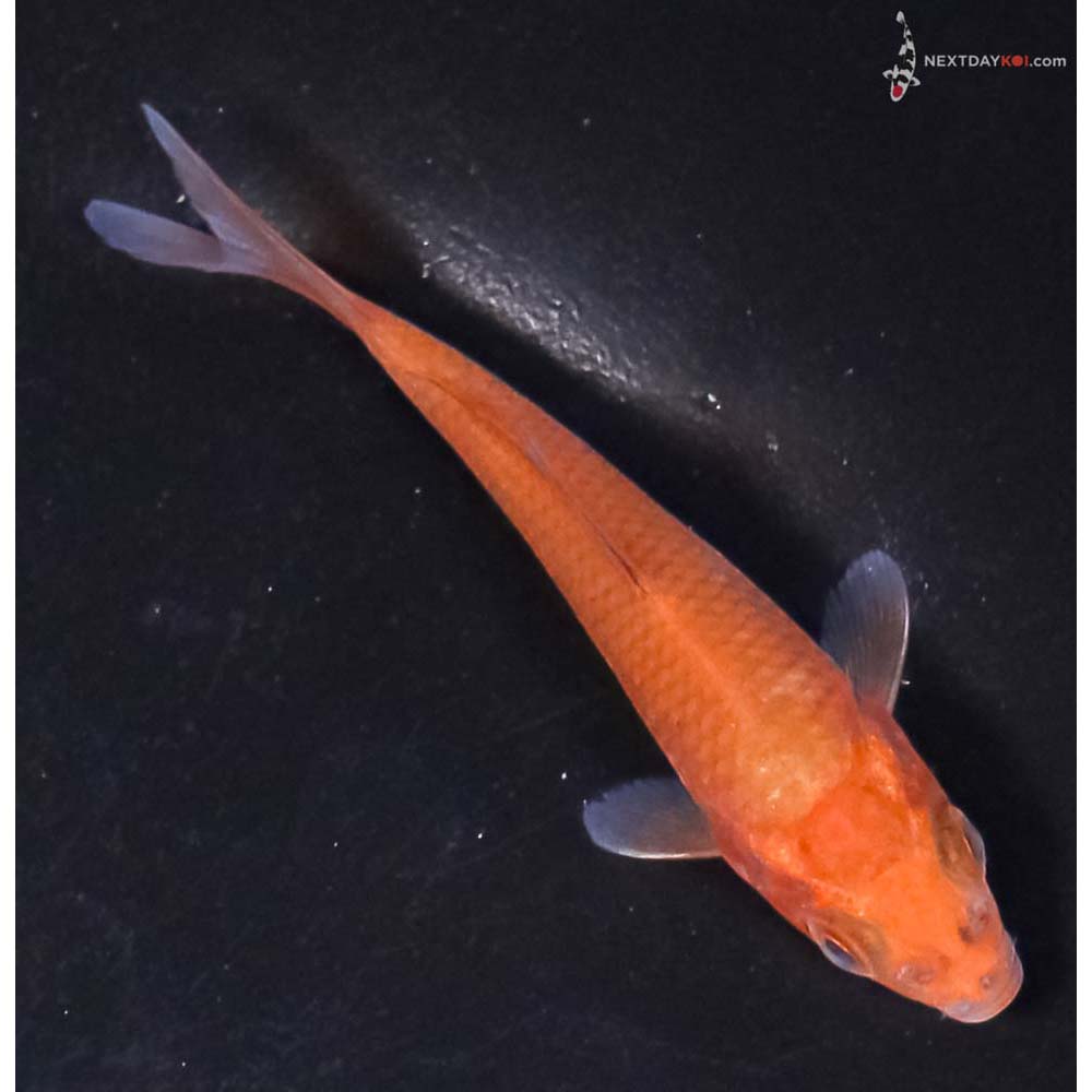 3” Imported Chagoi