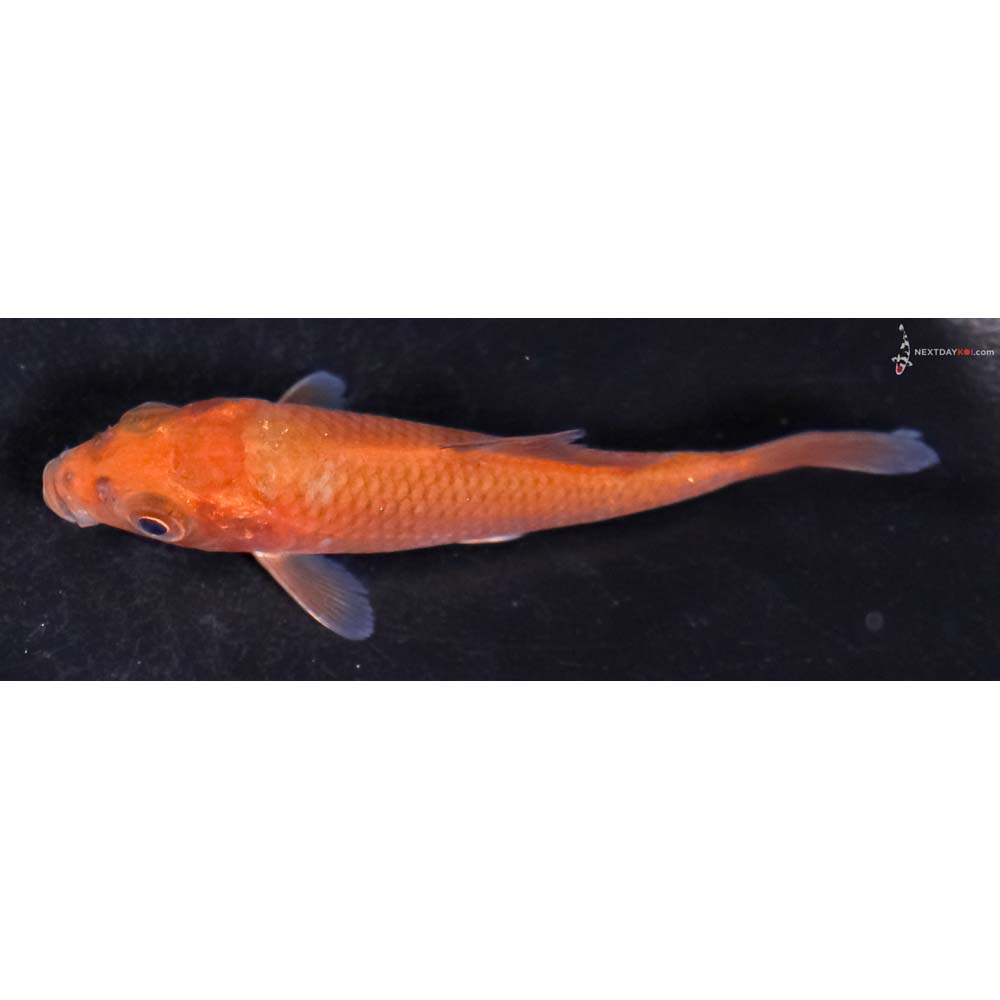 3” Imported Chagoi