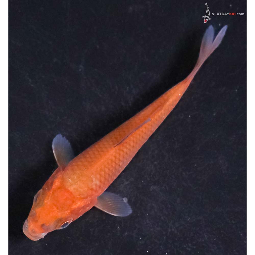 3” Imported Chagoi