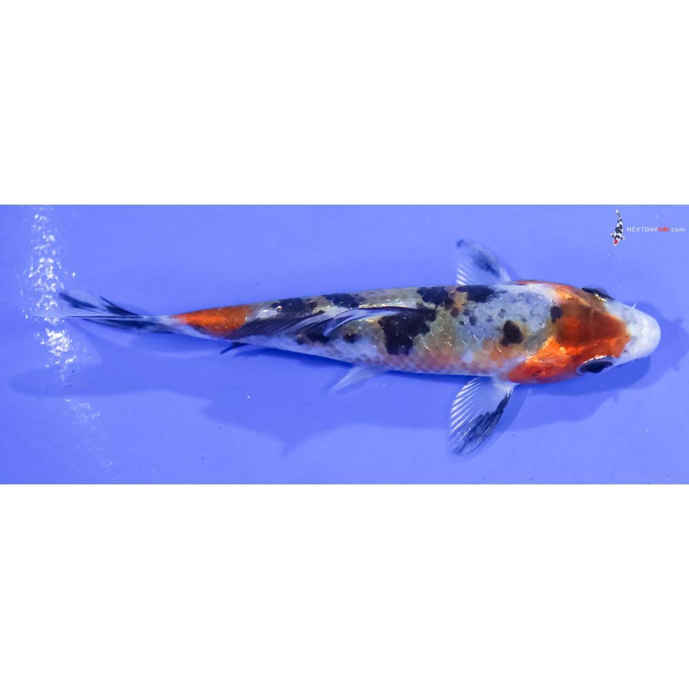 3.5” Imported Glass Fin Sanke