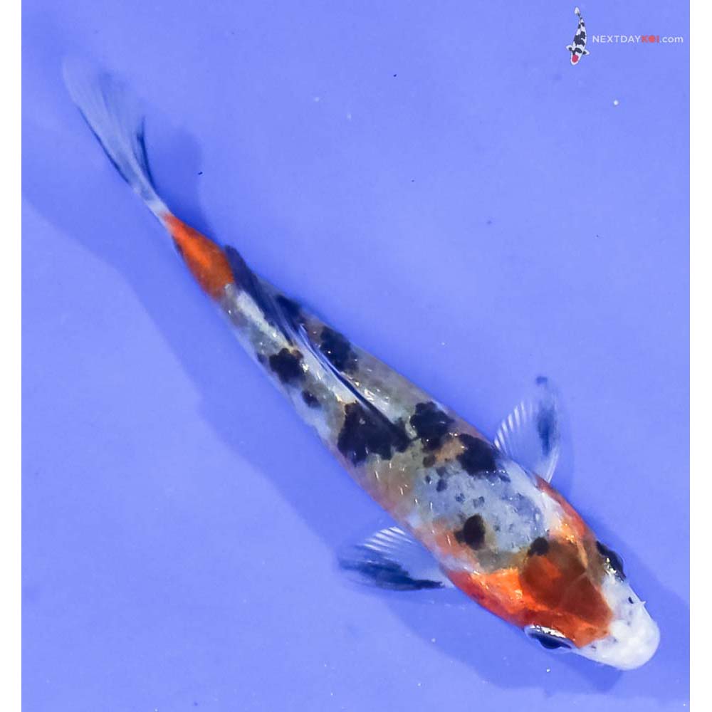 3.5” Imported Glass Fin Sanke