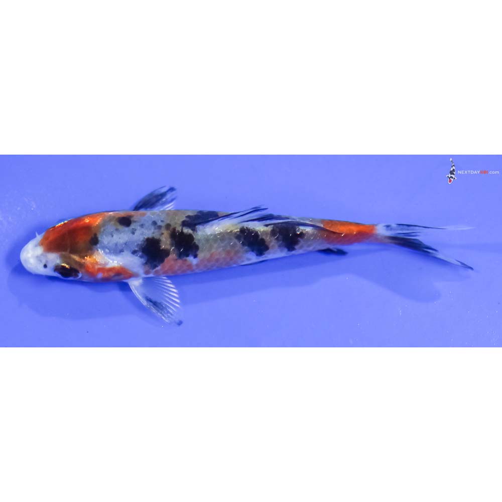 3.5” Imported Glass Fin Sanke