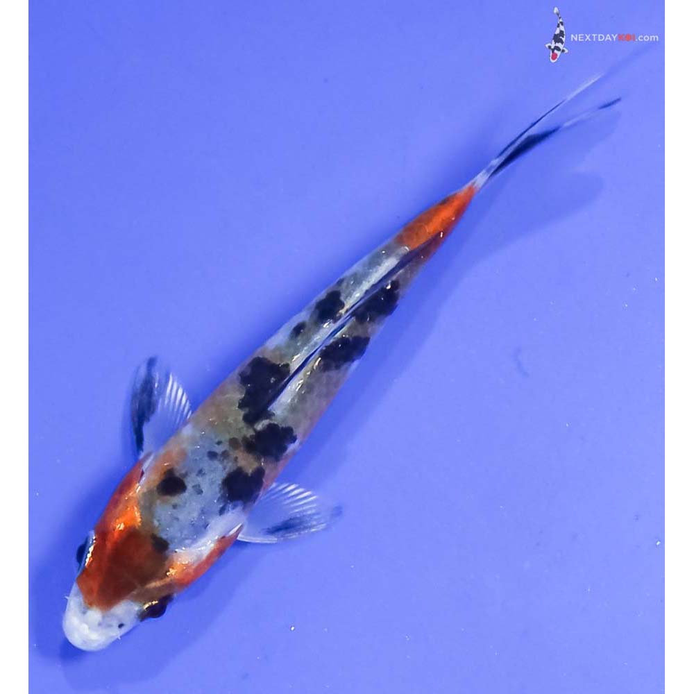 3.5” Imported Glass Fin Sanke