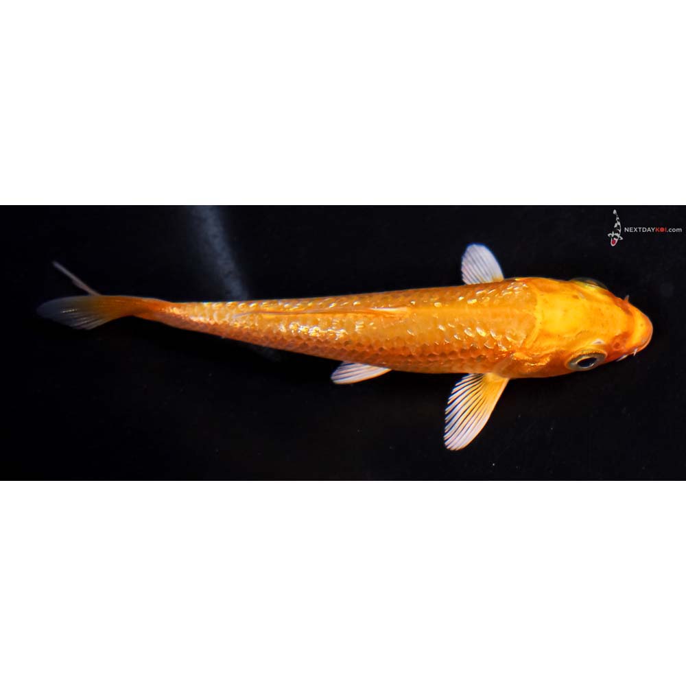 3.5” Imported Gin Rin Yamabuki Ogon