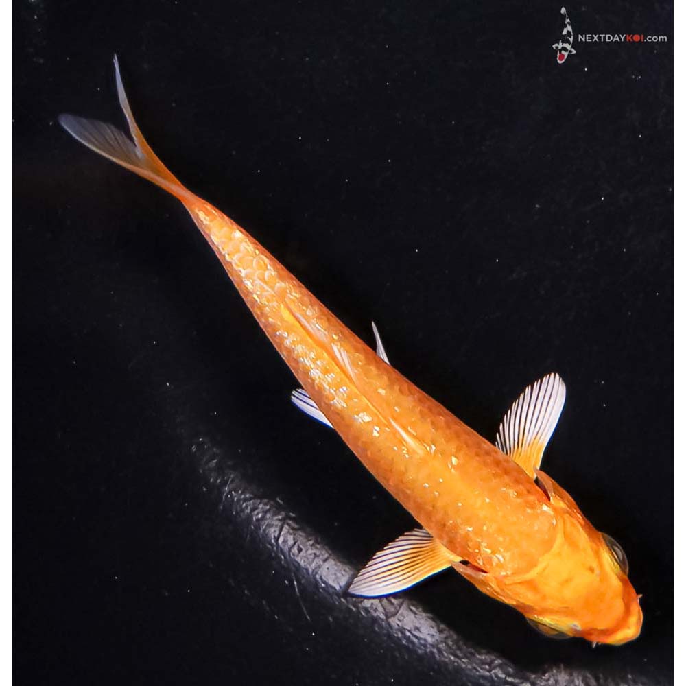 3.5” Imported Gin Rin Yamabuki Ogon