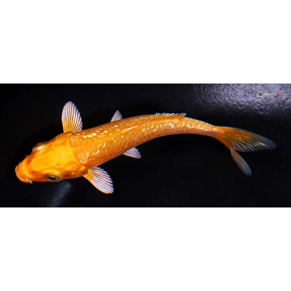 3.5” Imported Gin Rin Yamabuki Ogon