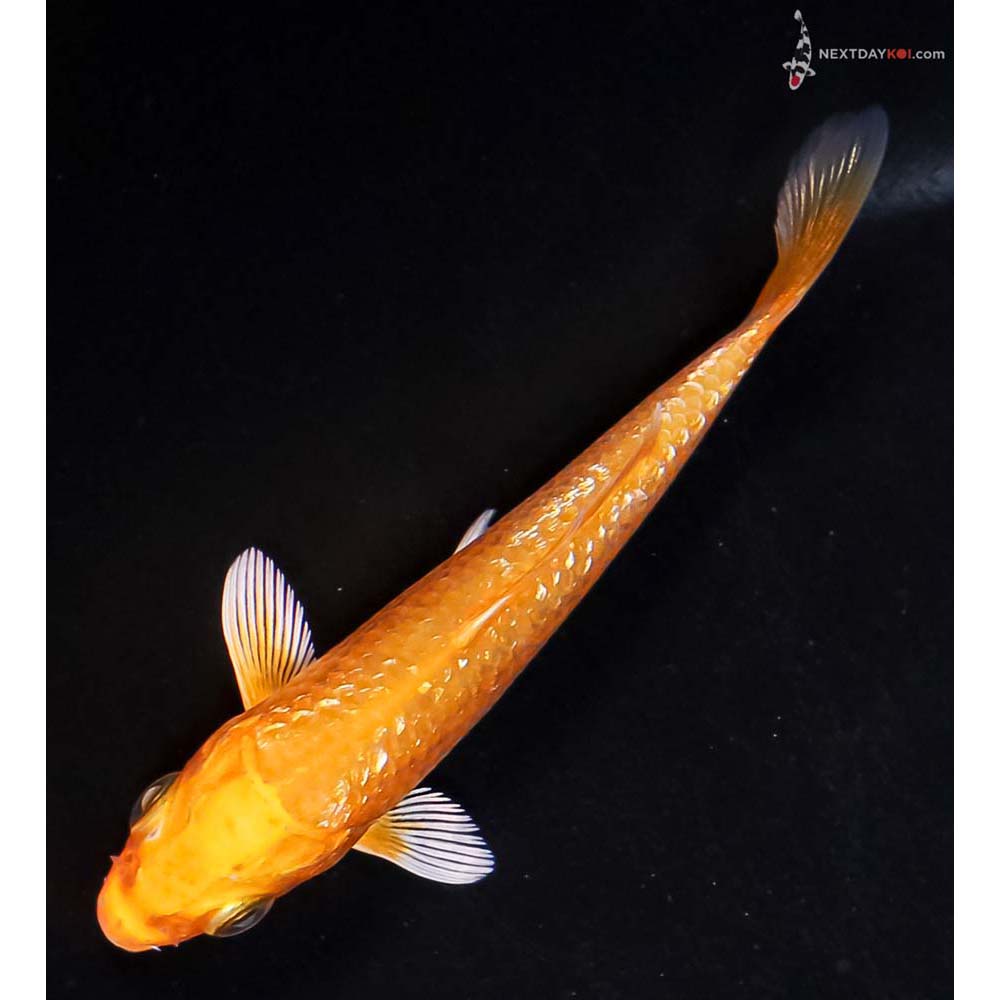 3.5” Imported Gin Rin Yamabuki Ogon