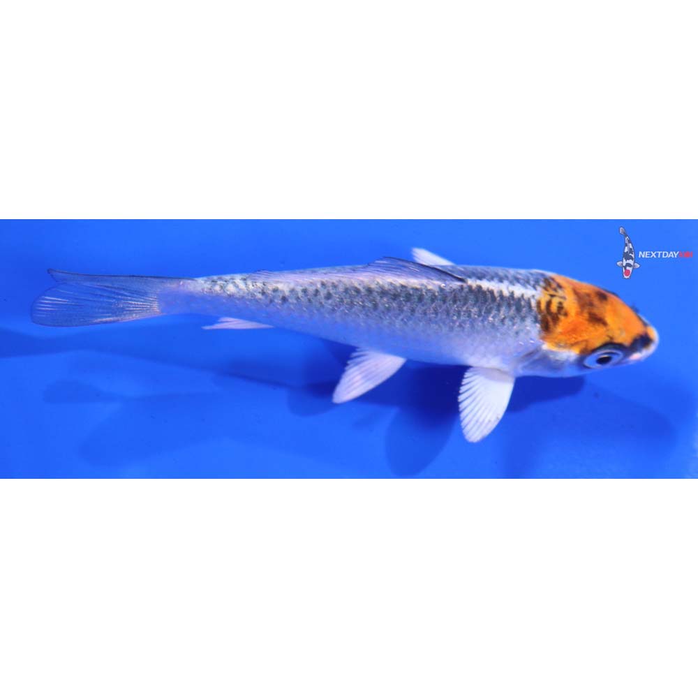 3” Imported Kujaku