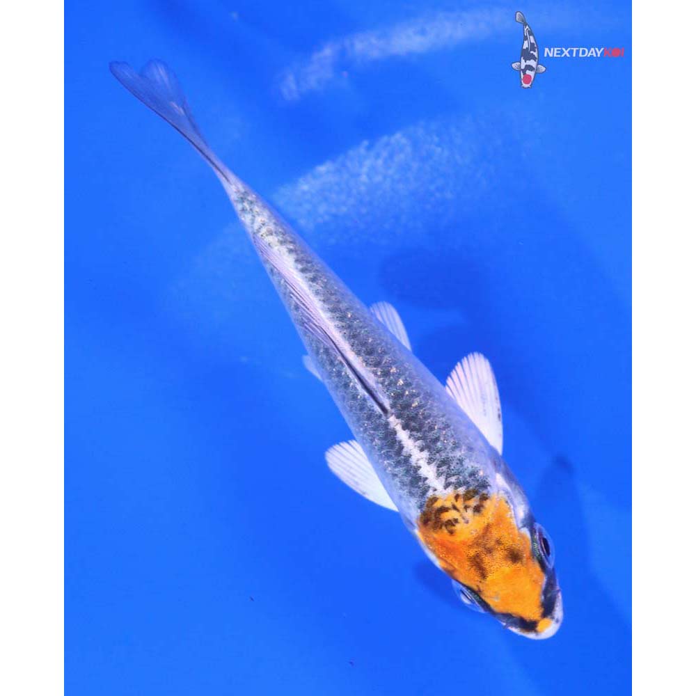 3” Imported Kujaku