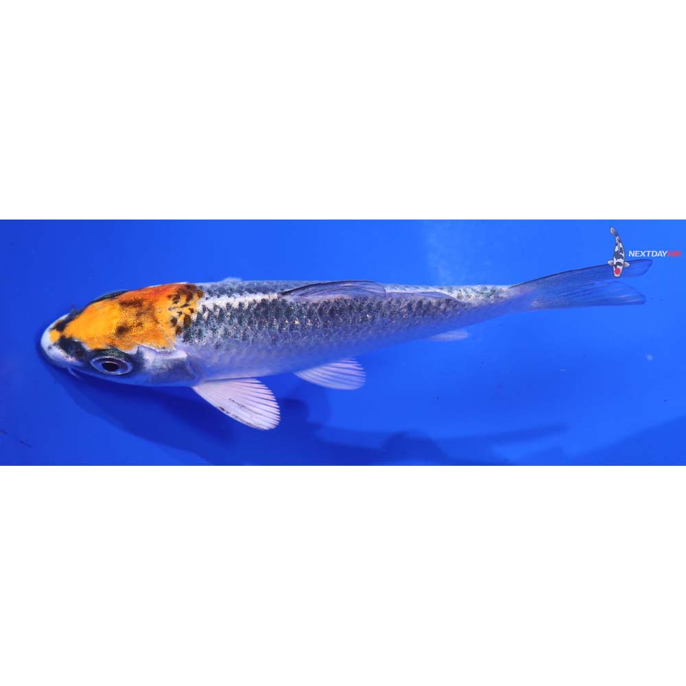 3” Imported Kujaku