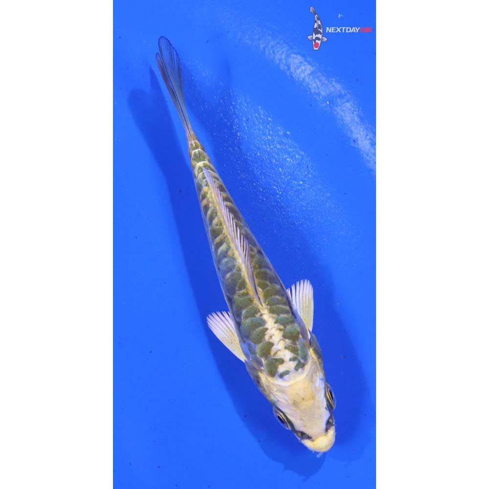 3” Imported Doitsu Kujaku