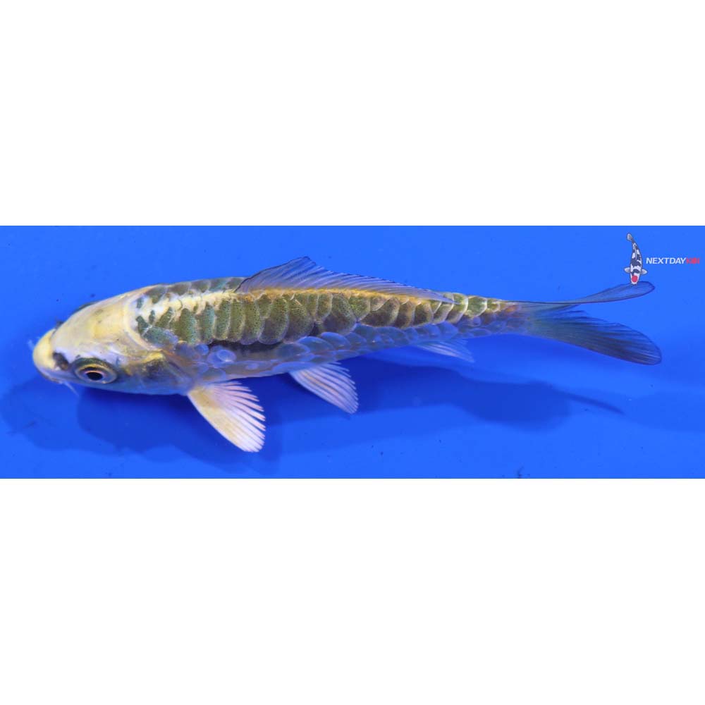 3” Imported Doitsu Kujaku