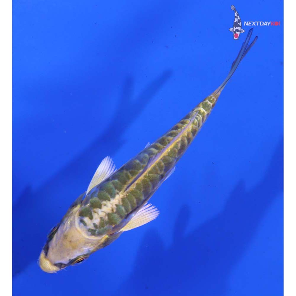 3” Imported Doitsu Kujaku