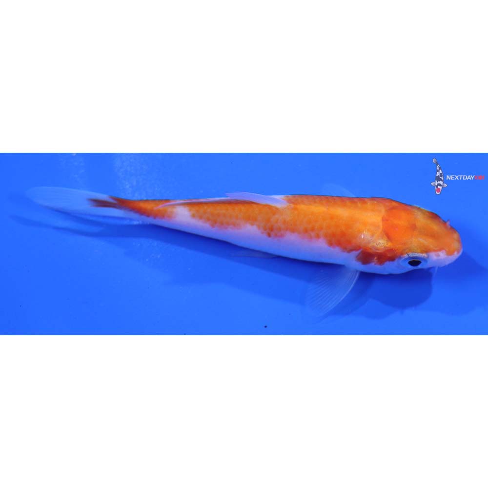 3” Imported Kohaku