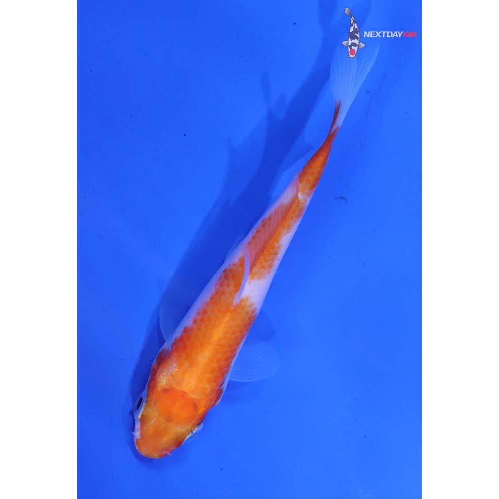 3” Imported Kohaku