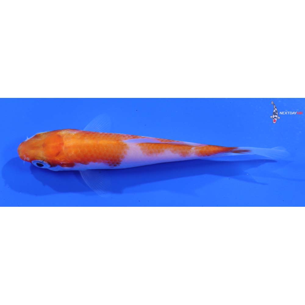 3” Imported Kohaku