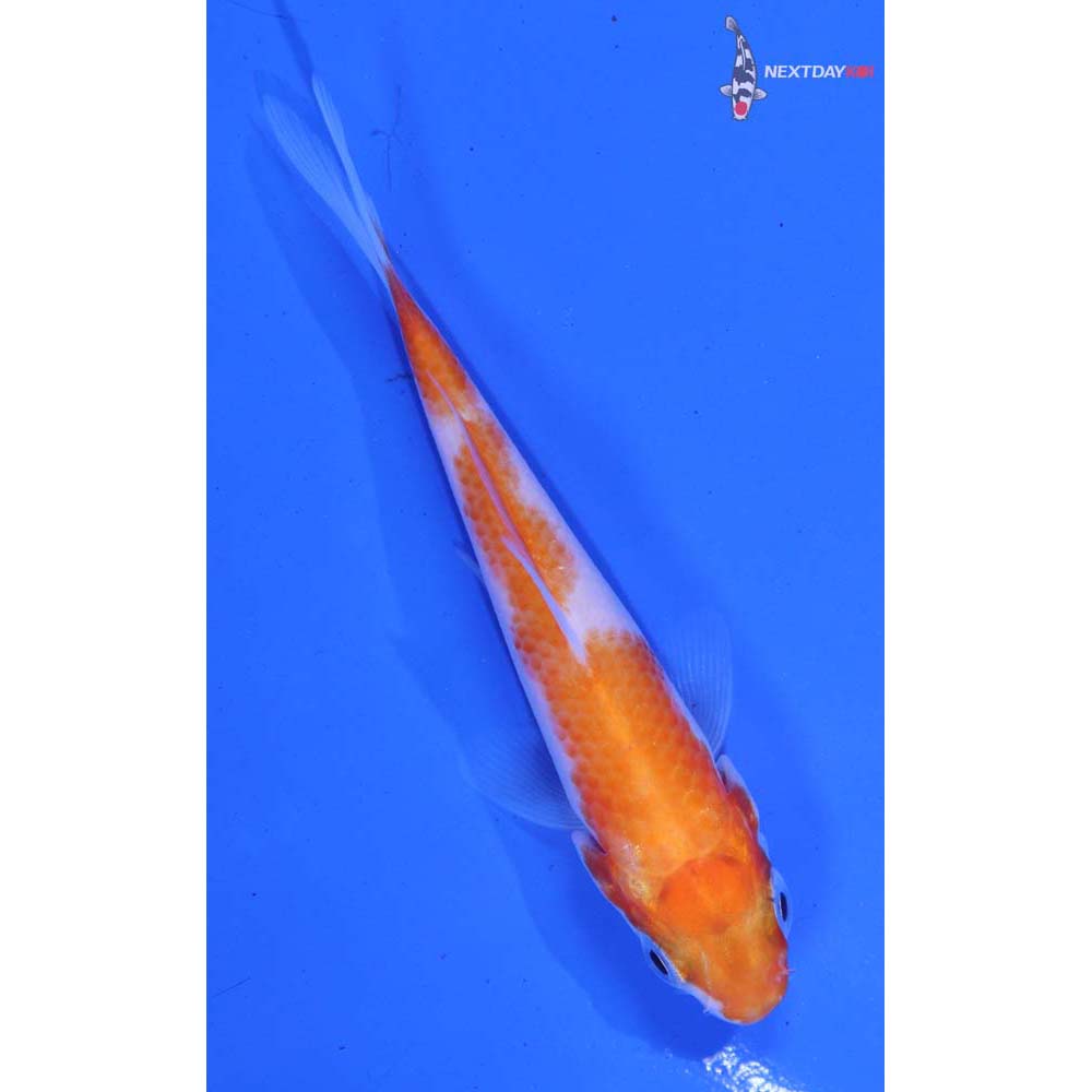 3” Imported Kohaku
